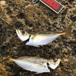 時合いが短くて…