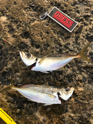 時合いが短くて...