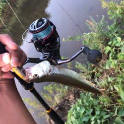 バス、ハス、アユ