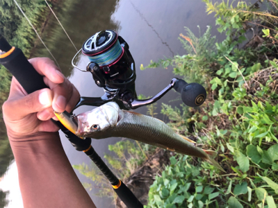 バス、ハス、アユ