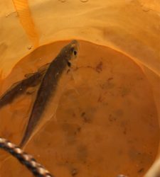 貴重なワンちゃん逃した(◞‸◟)