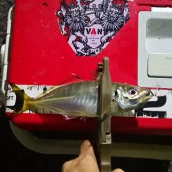 アジング練習 181