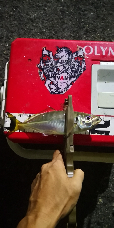 アジング練習 181