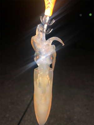 ケンサキイカ③