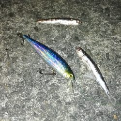 朝マズメタチウオ。