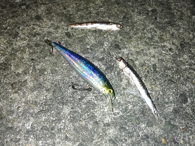 朝マズメタチウオ。