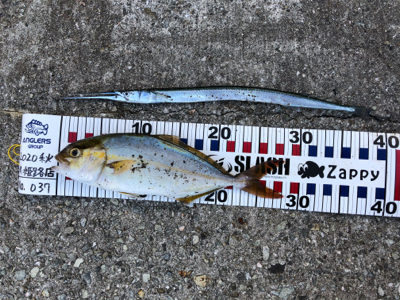 久しぶりの釣果