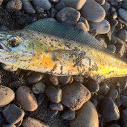 夏の終わりも近い