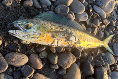 夏の終わりも近い