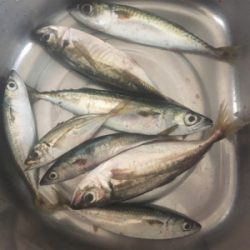 アジ　サバ