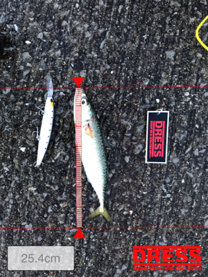 サバがはばをきかしております…。