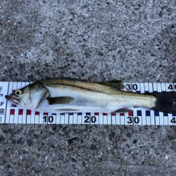 スイングウォーブラーも入魂