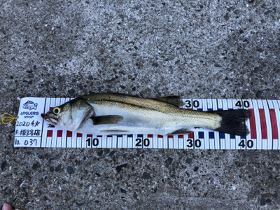 スイングウォーブラーも入魂