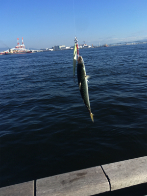 酷暑。。たまに小鯖だけ。。。