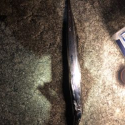 タチウオ好調まだまだ続く