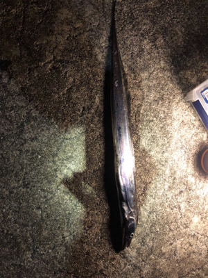 タチウオ好調まだまだ続く