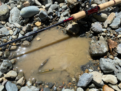 カワムツ釣り