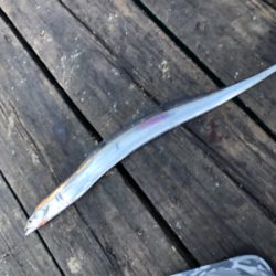 約1か月ぶりの釣行‼️