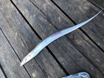 約1か月ぶりの釣行‼️