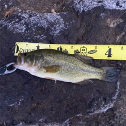 食いっ気がハンパない!