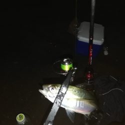 アジ探し　南港