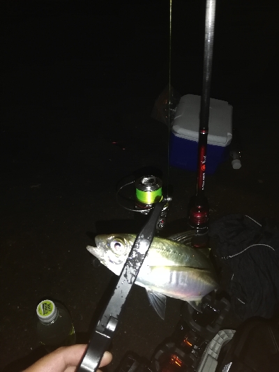 アジ探し　南港