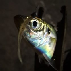 アジング練習 182