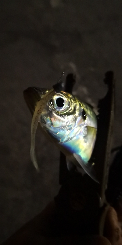 アジング練習 182