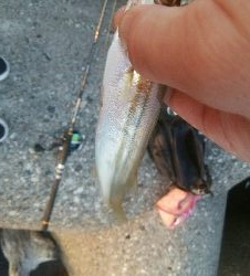 アオリイカ2杯!キジハタ4匹!カマス2匹!