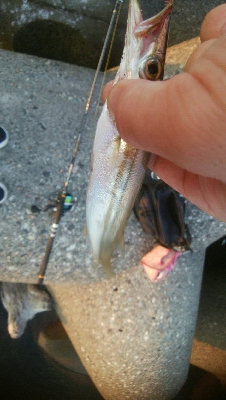 アオリイカ2杯!キジハタ4匹!カマス2匹!