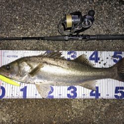 リバーシーバス