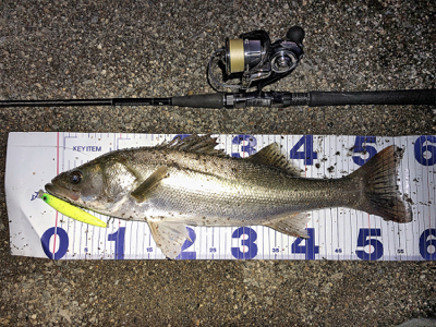 リバーシーバス