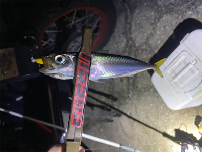 アジングしてるつもりがメバリングでした