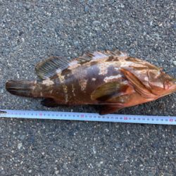 今シーズン初アコウ