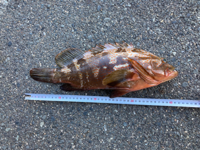 今シーズン初アコウ