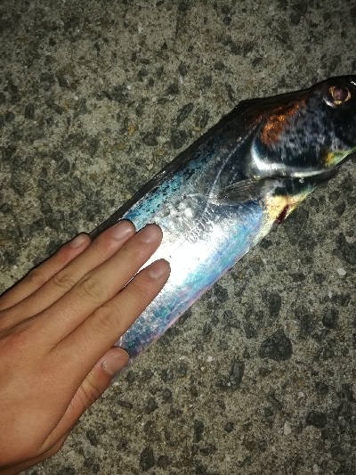 今日もタチウオ♪