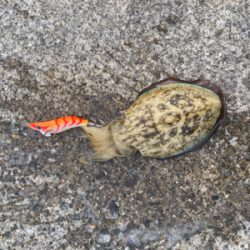 今期最大サイズ