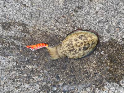 今期最大サイズ