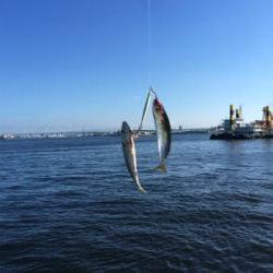 朝イチ小鯖祭り。。少しだけ中サバ。