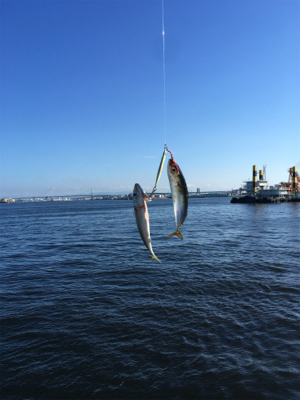 朝イチ小鯖祭り。。少しだけ中サバ。