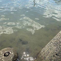 ハゼと手長エビ