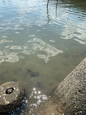 ハゼと手長エビ