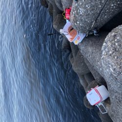 グレ釣りのつもりが..