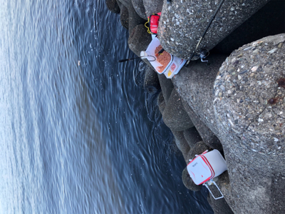 グレ釣りのつもりが..