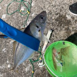 アジ・サバ祭り