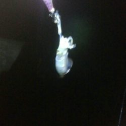 アオリイカ3杯!カマス8匹!キジハタ4匹!