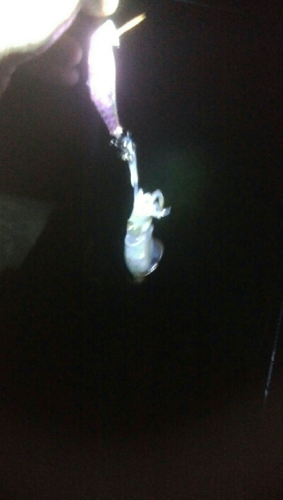 アオリイカ3杯!カマス8匹!キジハタ4匹!