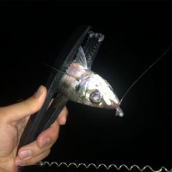 アジング好調キープ