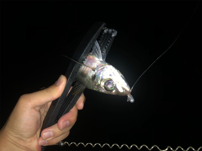 アジング好調キープ