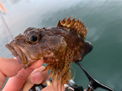 マイクロ岸ジギ